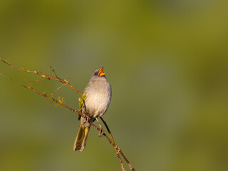 Great Pampa-Finch on tree branch against green background
