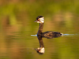 White-tufted Grebe with reflection swimming in green orange water