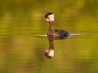 White-tufted Grebe with reflection swimming in green orange water