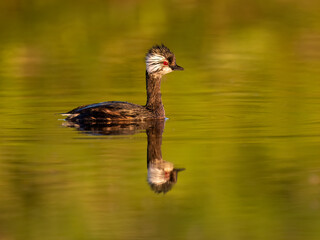 White-tufted Grebe with reflection swimming in green orange water
