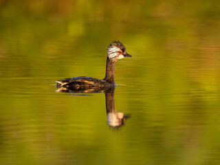 White-tufted Grebe with reflection swimming in green orange water