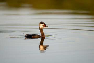 White-tufted Grebe with reflection swimming in the pond