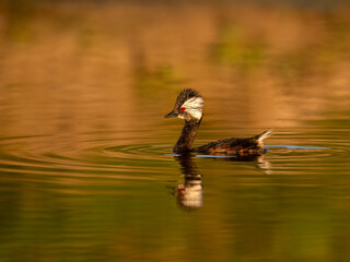 White-tufted Grebe with reflection swimming in green orange water