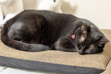 黒猫のジェネシス