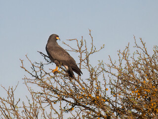 Snail Kite on tree branch against blue sky