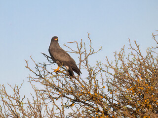Snail Kite on tree branch against blue sky