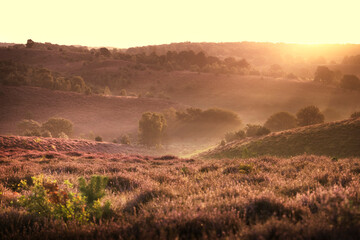 Sunset colors by the Posbank National park Veluwe, purple pink heather in bloom, the Posbank Rheden, Netherlands