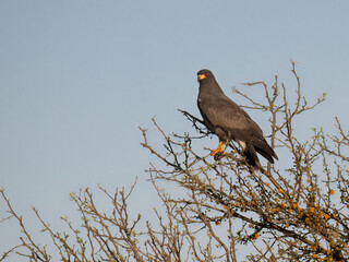Snail Kite on tree branch against blue sky