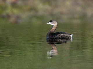 Pied-billed Grebe with reflection swimming in green water of the pond