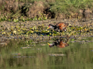 Juvenile Wattled Jacana with reflection foraging on the pond