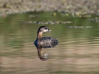 Pied-billed Grebe with reflection swimming in green and orange water of the pond
