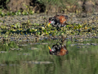 Juvenile Wattled Jacana with reflection foraging on the pond
