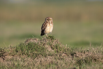  Burrowing Owl standing on the hill