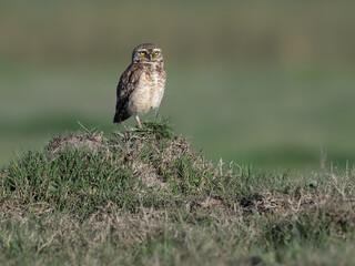 Burrowing Owl standing on the hill