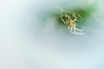 Close up image of a European garden spider sitting on web with blurred background and selective focus.