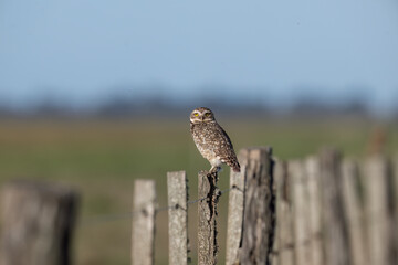 Burrowing Owl on fence post