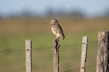 Burrowing Owl on green grass