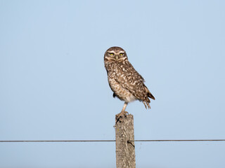  Burrowing Owl standing on the hill