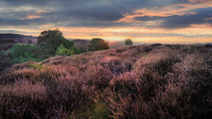 Sunrise over flowering dutch heather landscape with pink flowers, Netherlands