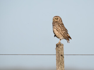 Burrowing Owl standing on the field