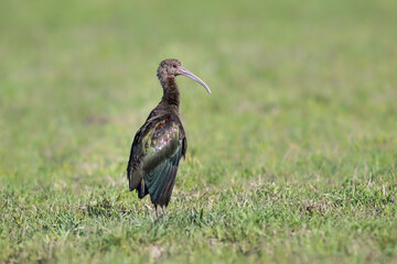 Neotropic Cormorant standing on the field, portrait