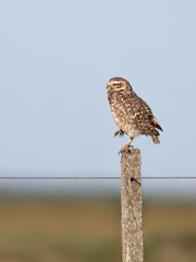 Burrowing Owl on fence post against blue sky