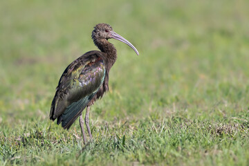 White-faced Ibis foraging on the field with green grass