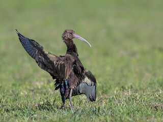 White-faced Ibis with open wings on the field with green grass