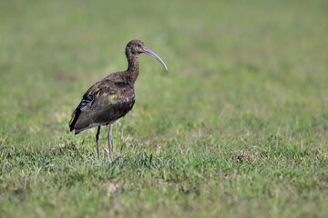 White-faced Ibis foraging on the field with green grass