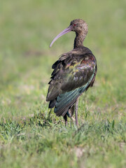 White-faced Ibis foraging on the field with green grass