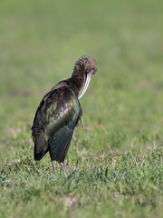 White-faced Ibis foraging on the field with green grass