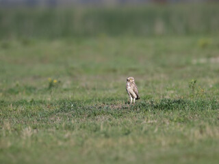 Burrowing Owl standing on the field