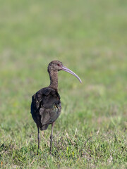 White-faced Ibis foraging on the field with green grass