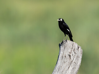 Spectacled Tyrant on fence post against green background