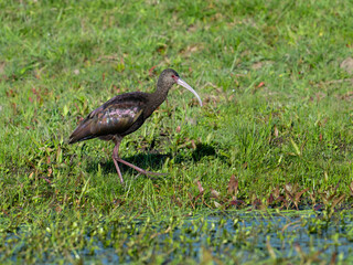 White-faced Ibis foraging on the field with green grass