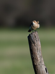 Rufous Hornero on the fence post