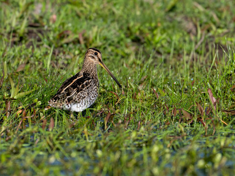 Pantanal Snipe foraging on the marsh