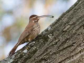 Scimitar-billed Woodcreeper holding a bug and standing on tree trunk