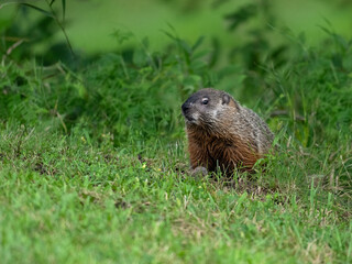 Groundhog on green grass, portrait