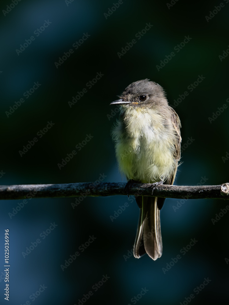 Wall mural Eastern Phoebe on tree branch against dark green background