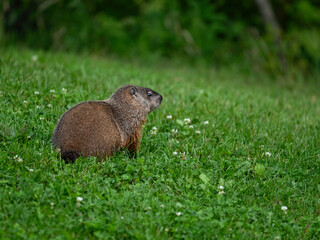 Groundhog on green grass, portrait