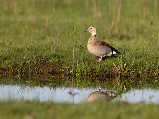 Male Ringed Teal with reflection standing on grass