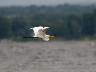 Great Egret in flight over river