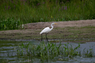 Great Egret walking on the shore