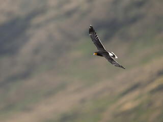 Carunculated Caracara in flight over field