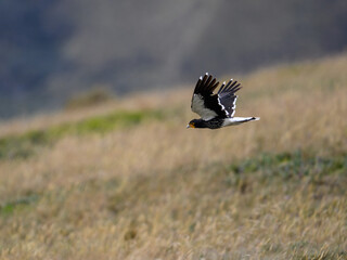 Carunculated Caracara in flight over field