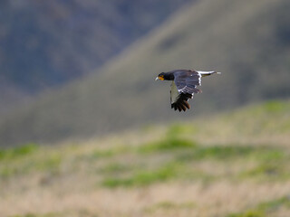 Carunculated Caracara in flight over field