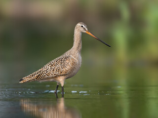 Marbled Godwit closeup portrait on blur background