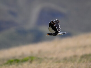 Carunculated Caracara in flight over field