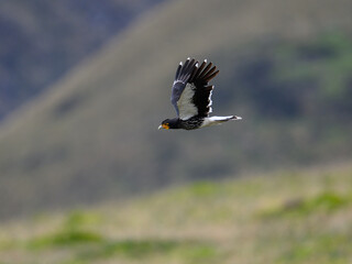 Carunculated Caracara in flight over field
